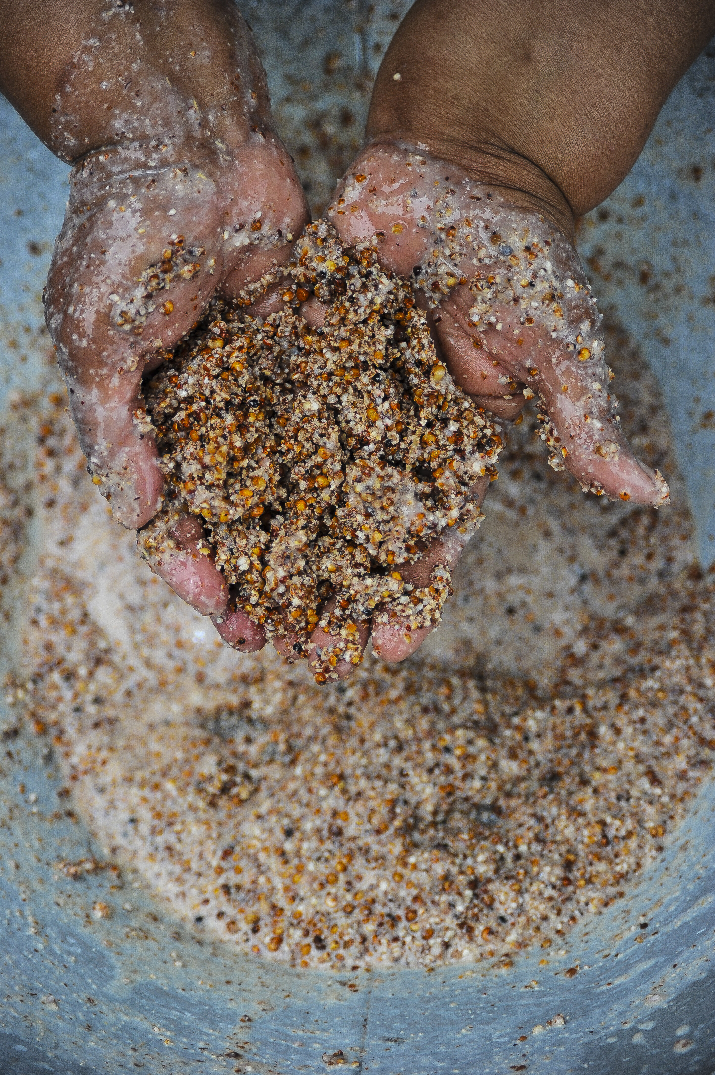 Millet for brewing beer